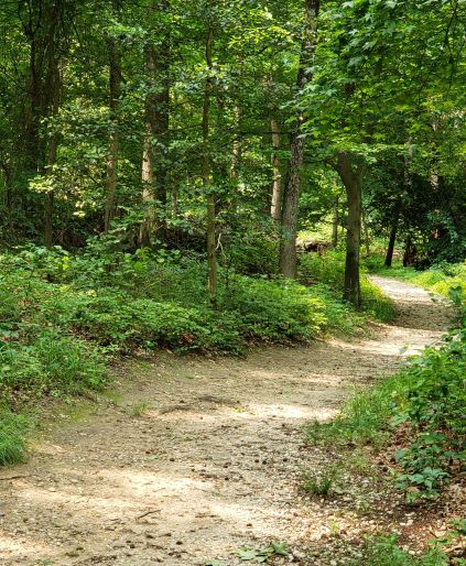 A path in Greenbelt Park